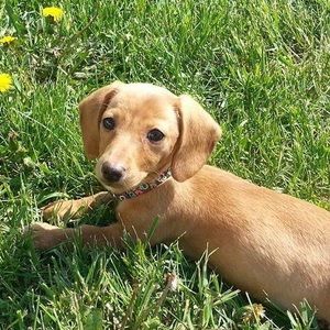 Meet your Posher, Abigail